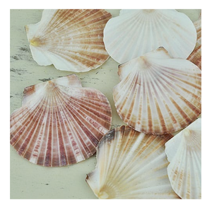 Coquille de pétoncle de style côtier pour affichage de buffet Décoration cadeau d'événements alimentaires et présentation culinaire - Product Image 1