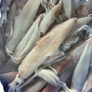 Calamar Entero Congelado Loligo, Recién Cauturado, Mariscos de Vietnam, IQF, Grado de Exportación, Alta Calidad, Marca Personalizable, Suministro a Granel, Salvaje 24 - Product Image 4