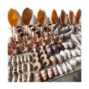 Coquillages de trompette de triton naturels de l'océan du Vietnam à vendre, coquillages vides, propres et polis - Product Image 4