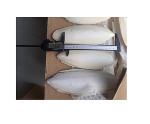 Os de seiche séchés et nettoyés de bonne qualité à prix avantageux, 100% meilleure qualité, os de seiche séchés en vrac en provenance du Vietnam - Product Image 4
