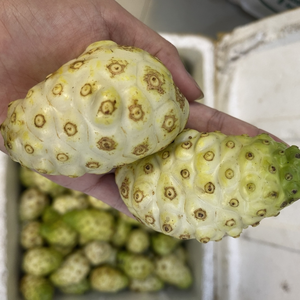 FRUTA DE NONI FRESCA ECOLÓGICA/SUPERALIMENTO NUTRICIOSO/HECHO EN VIETNAM - Product Image 6