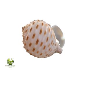 Coquille de thon tachetée naturelle, écologique, polie à la main, décoration d'intérieur, souvenirs de plage, pour collectionneurs, OEM - Product Image 1