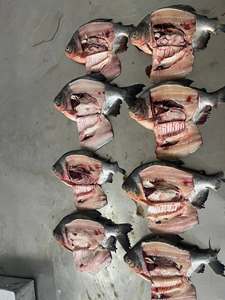 Envío Rápido, Tilapia Negra Congelada al por Mayor, Eviscerada y Descamada, Fresca, IQF, IWP, Paquete a Granel de 10 kg, 12 Meses de Duración - Product Image 5