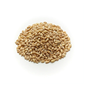 Approvisionnement en gros de grains d'orge à des prix d'usine compétitifs - Product Image 4