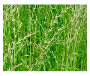 Nhà sản xuất trực tiếp chất lượng tốt nhất hayfield cỏ hỗn hợp xanh các loại thảo mộc cho nông nghiệp để bán - Product Image 3