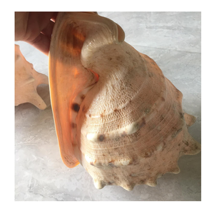 Conchas marinas decorativas refinadas para obras de arte únicas hechas a mano Interiores elegantes y exhibiciones de bodas en la playa - Product Image 6