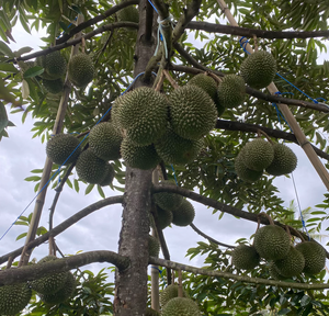 Le meilleur Durian frais de Monthong, entier et pur - Product Image 6