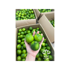 Limones frescos sin semillas Premium de exportación: refrescantes, sabrosos e ideales para comidas saludables y deliciosas - Product Image 1