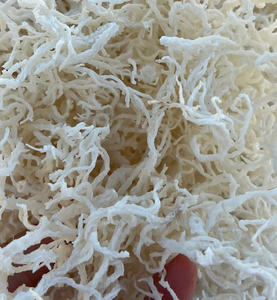 Sea <b>Moss</b> - Irish <b>Moss</b> - Seamoss Raw Organic - <b>Dried</b> Sea <b>Moss</b> - Natural Wildcrafted, Pure, Non-GMO & Gluten-Free Sea <b>Moss</b> - Product Image 1