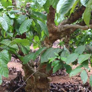 Balle à mâcher durable pour chien, balle à mâcher en chanvre café pour chiens, balle à mâcher en caoutchouc résistante, jouet interactif anti-ennui - Product Image 6