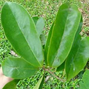 Feuilles de corossol séchées : Essence tropicale, Arôme naturel - Product Image 4