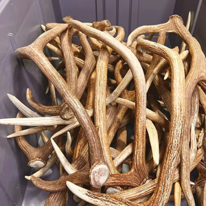 Wholesale Price Red Deer <b>Antlers</b> <b>for</b> <b>Sale</b> - Product Image 1