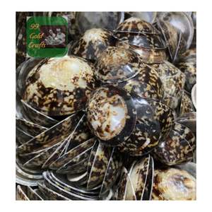 COQUILLES DE LIMPETTES LISSES ET BRILLANTES FABRIQUÉES À LA MAIN AU VIETNAM POUR L'ART DE BIJOUX, LA CONCEPTION EN RÉSINE ET LES MÈRES ALLAITEUSES - Product Image 5