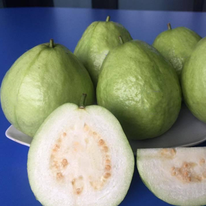 Top-Grade Tropical Guava | Fresh, <b>Sweet</b> & Nutritious | Bulk Orders | Natural, Convenient for Smoothies & Juices - Product Image 5