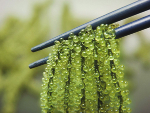 Variedad de etiqueta limpia recién sazonada derivada de planta de uva verde océano - Product Image 5