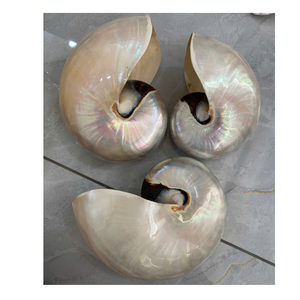 Coquillage d'ormeau poli à la main Coquillages naturels du Vietnam pour la décoration intérieure Projets d'artisanat d'art - Product Image 3