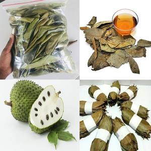 Hojas de guanábana secas para té y uso herbal, mejor oferta - Product Image 6