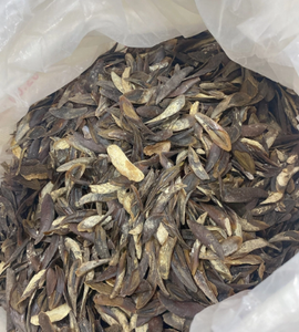 Choix supérieur Operculum Murex Vente Chaude 2024 Opercule De Lotus Bleu Vietnam Murex Operculum Extrait De Parfum - Product Image 3