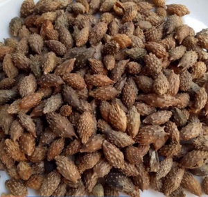 Fruits de Xanthium sibiricum séchés en vrac pour les extraits à base de plantes, les compléments alimentaires et les extraits végétaux - Product Image 1