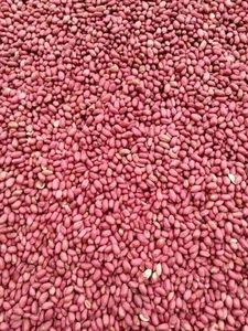 Cáscaras de Cacahuete Crudas Frescas Orgánicas para Producción, Empaque a Granel desde Austria - Product Image 5