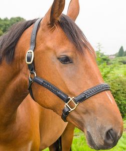 Cheval Cheval Licol en cuir Halter Noir Marron Tressé Tressé Equine Cob Full - Product Image 1