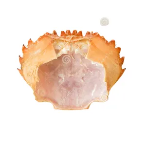 Coquille de crabe à haute teneur en protéines minérales pour l'alimentation des animaux, pour le bétail, le poulet, le chien, le poisson, le cheval et le cochon - Product Image 1