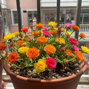 Paquete de 6 Mini Estacas para Plantas de Material EVA con Atrapasoles de Cristal Coloridos - 8 Pulgadas, para Interiores/Exteriores, para Plantas en Maceta - Product Image 5