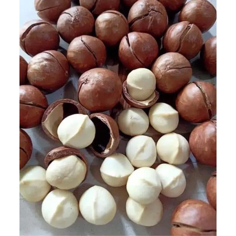 Cracked Dried Roasted Macadamia Nuts, Vietnam Macadamia Nuts Nutritious Cereal