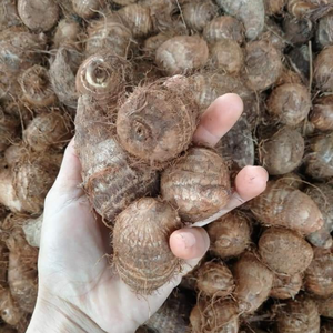 แหล่งที่มาเผือกแช่แข็งการจัดหาที่ดีสำหรับซูเปอร์มาร์เก็ต-เผือกครึ่งตัดแช่แข็งเวียดนาม0084935825297 - Product Image 2