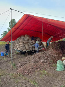 มันเทศสีม่วงจากเวียดนาม-ส่งออกทั่วโลก - Product Image 6