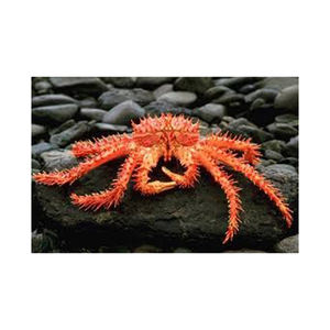 Crabe royal chilien entier surgelé, directement de l'usine, proposé à prix réduit pour l'approvisionnement en gros - Product Image 5