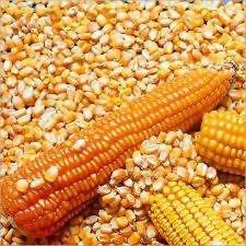 GRADE 1 Maïs/maïs blanc et jaune sans OGM pour l'alimentation animale Maïs jaune séché de qualité supérieure d'Indonésie