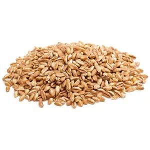 出厂价最优质的大麦谷物用于麦芽饲料和动物饲料在哪里购买大麦谷物