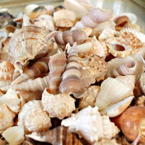 Conchas marinas mezcladas, conchas de mar naturales y vacías, para decoración del hogar y fabricación de artesanías - Product Image 6