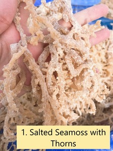 มอสทะเลเค็มแห้งจากธรรมชาติการเก็บเกี่ยวสาหร่ายโนริตากแห้งผลิตจากธรรมชาติผลิตภัณฑ์ดูแลผิวจากเวียดนามและใช้เป็นอาหาร - Product Image 4