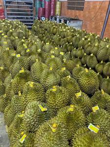 Bandeja de plástico al vacío de 500 gramos, producto agrícola, verduras frescas, Durian, Vietnam, naturalmente maduro, congelado, fresco - Product Image 4