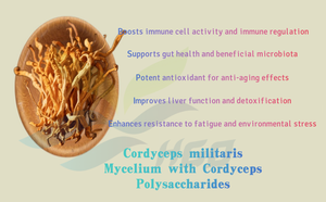 Fourniture directe d'usine HGO d'extrait de mycélium de Cordyceps naturel pur (qualité alimentaire) Spécification Cordyceps Polysaccharides 50% - Product Image 5