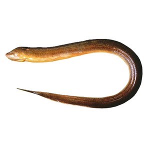 Anguila Entera Congelada al por Mayor, Empacada al Vacío, BQF - Product Image 6