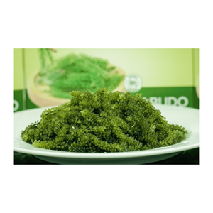 ขายร้อนองุ่นทะเลสด Caulerpa lentilifera: เต็มไปด้วยสารอาหารสำหรับอาหารสด - Product Image 4
