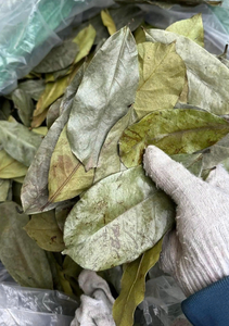 Hojas de Guanábana Secas de Calidad de Exportación, Annona Muricata, Hoja Entera para Té, Suministro Crudo - Product Image 3