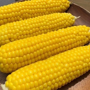 Maïs jaune séché de qualité supérieure en gros pour la consommation humaine et l'alimentation animale – Achetez du maïs jaune non OGM à prix avantageux - Product Image 1