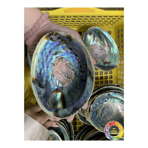 เปลือกหอยเป๋าฮื้อธรรมชาติจำนวนมากสำหรับตกแต่งบ้านแบบ DIY ศิลปะเปลือกหอยทำด้วยมืองานฝีมือธรรมชาติเปลือกหอยขนาดใหญ่โทนสีฟ้า - Product Image 4