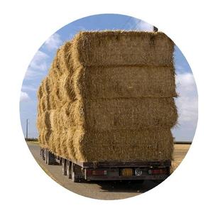 Pacas de heno de alfalfa de la mejor calidad doblemente comprimidas del mejor proveedor de forraje animal de Pakistán - Product Image 5