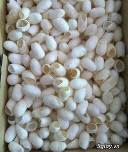 Capullos de Seda de Alta Calidad |   Exportador de Vietnam de Seda Cruda y para Uso Cosmético - Product Image 3