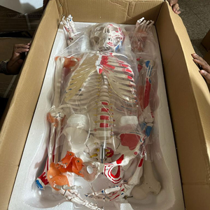 ¡Esqueleto humano 185 cm mejor tamaño de color para el propósito de uso para el estudio médico para la mejor alternativa del cuerpo humano! - Product Image 2
