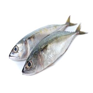 Compra de caballa congelada a granel - Product Image 1
