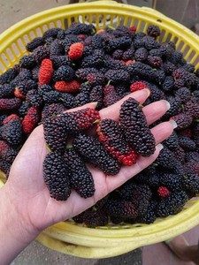 Moras Congeladas IQF Premium | Moras Enteras Naturales para Jugos y Procesamiento de Alimentos |   Proveedor de Vietnam - Product Image 2