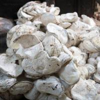 Caoutchouc naturel en granulés entiers, qualité moulage, matière première liquide pour motifs, blanc, qualité alimentaire, résistant à l'usure, haute résistance aux chocs