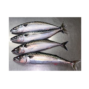 Pescado Congelado de Caballa Española – Pescado Congelado de Calidad para Venta al por Mayor - Product Image 5