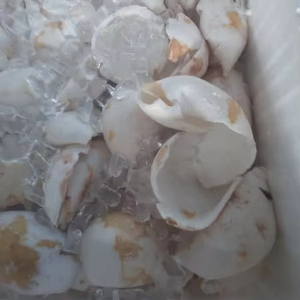 เนื้อมะพร้าวแช่แข็ง IQF เวียดนาม คุณภาพพรีเมียม ชิ้นสด ไขมันสูง สำหรับการผลิตกะทิและมะพร้าวอบแห้ง - Product Image 1